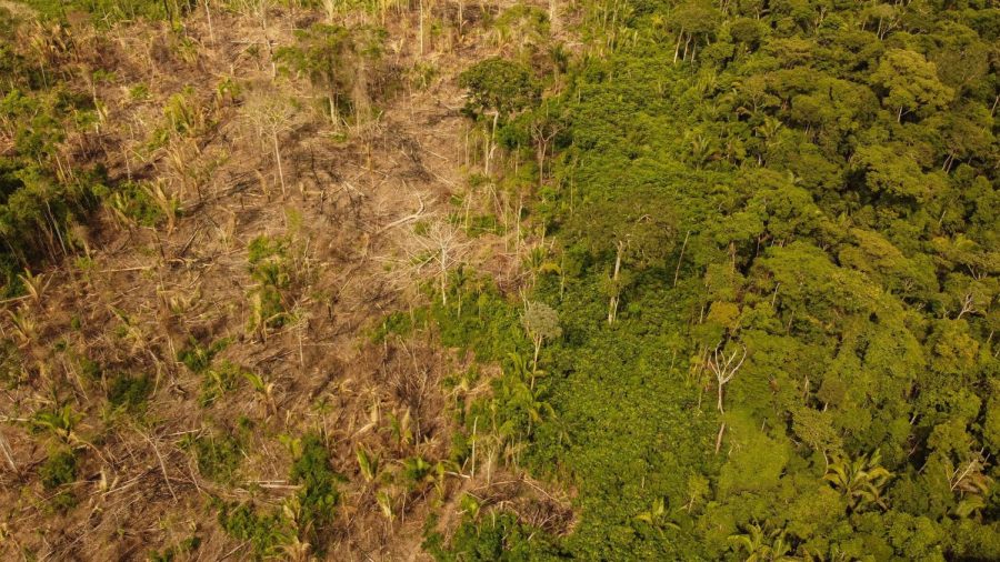 Amazon+Rainforest+Deforestation+and+What+it+Means+for+the+World